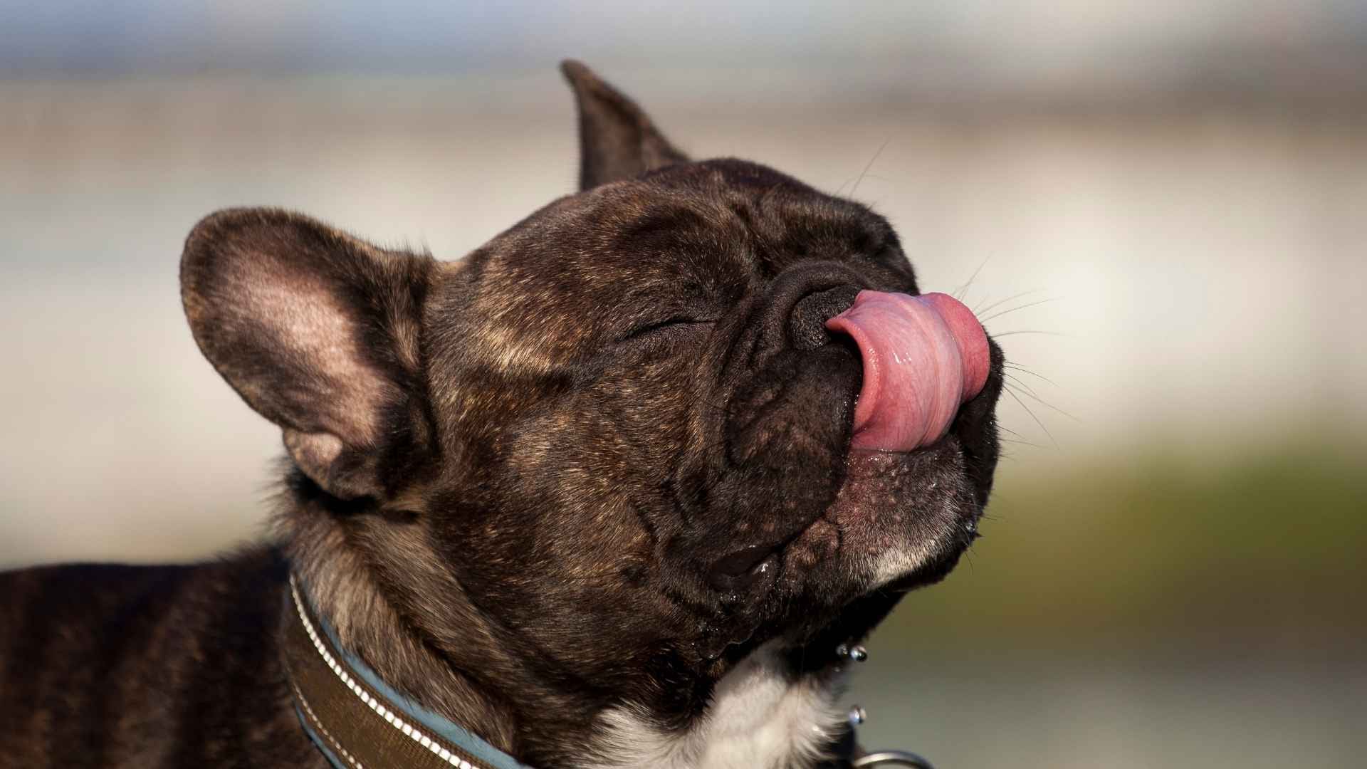 perro relamiendose despues de comer